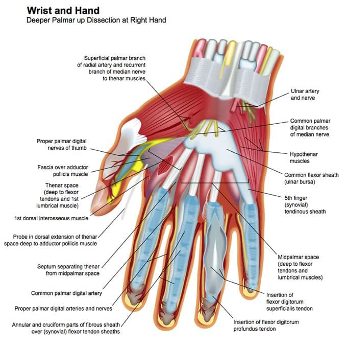 Hand and Upper Extremity