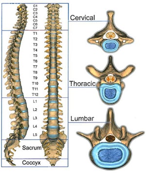 Vertebrae